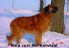 Gina vom Nonnenwald