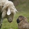 Welpe mit unserem Schaf