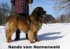 Nando vom Nonnenwald