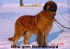 Gina vom Nonnenwald